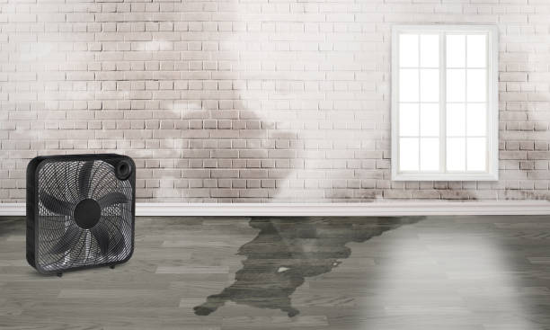 Best Water damage repair service  in Atoka, NM